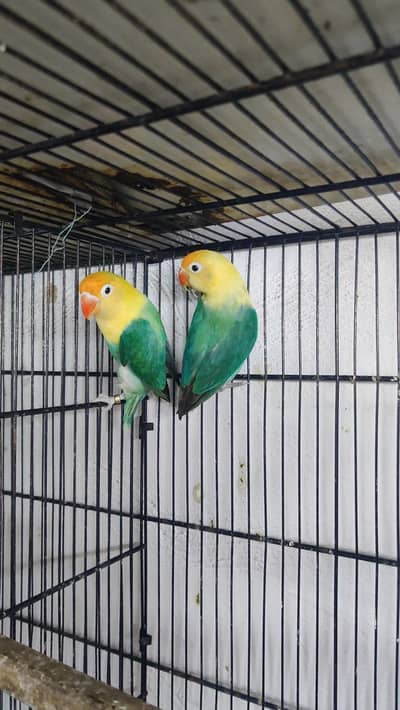 Parblue Opline Breeder Pair