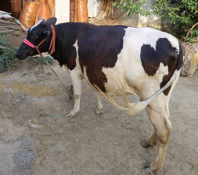 livestock 
