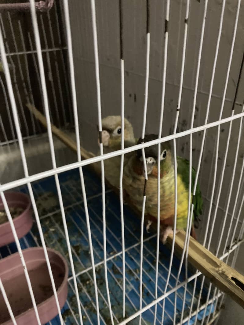 Pair sell conure 0