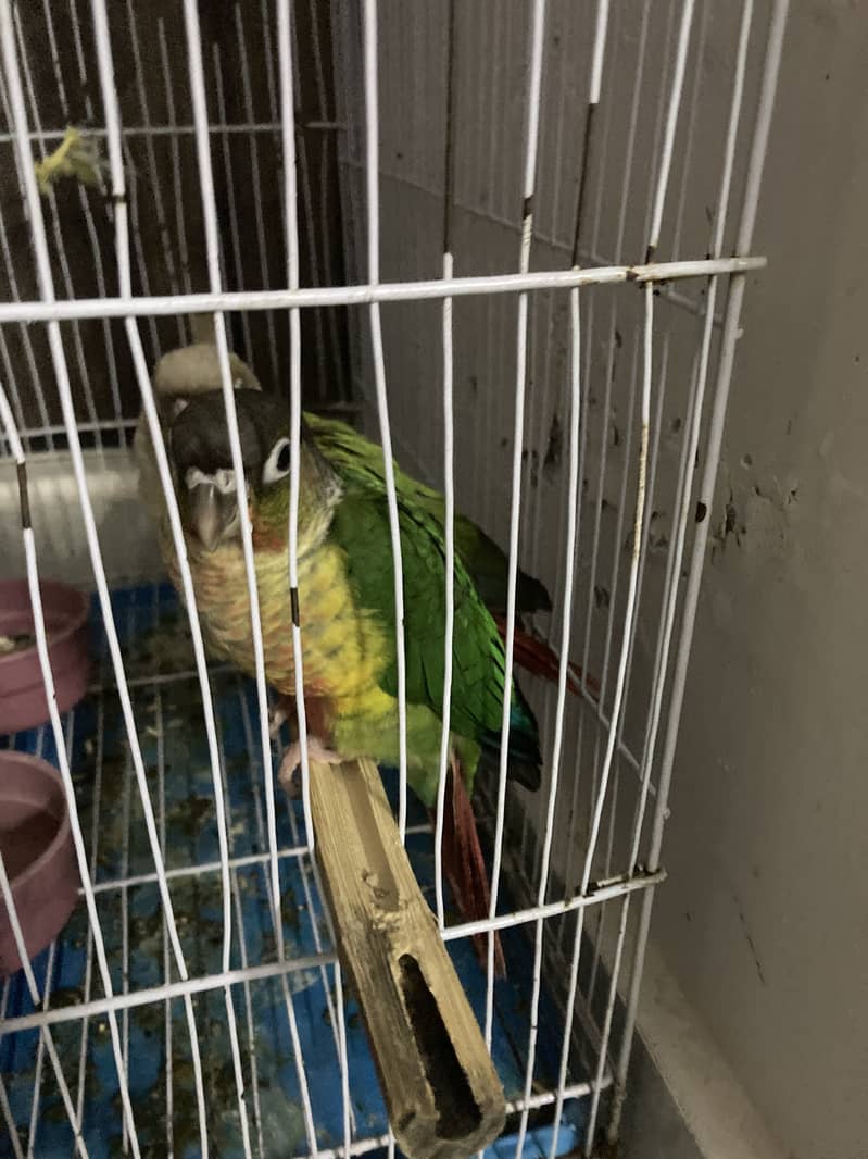 Pair sell conure 1