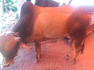 bachra 2 daant for sale