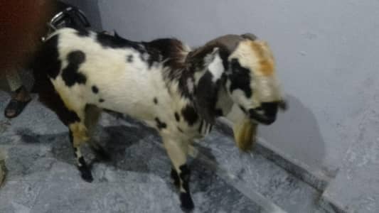 Ghr ka bakra