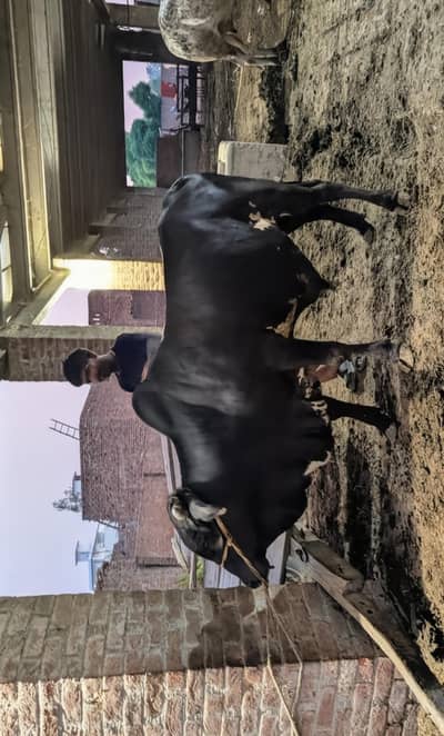 Black Desi bull