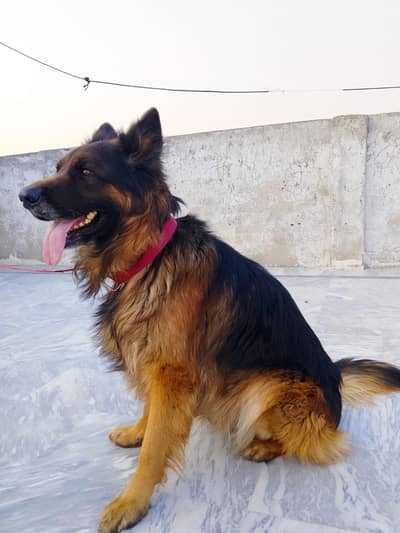German shepherd triple cott