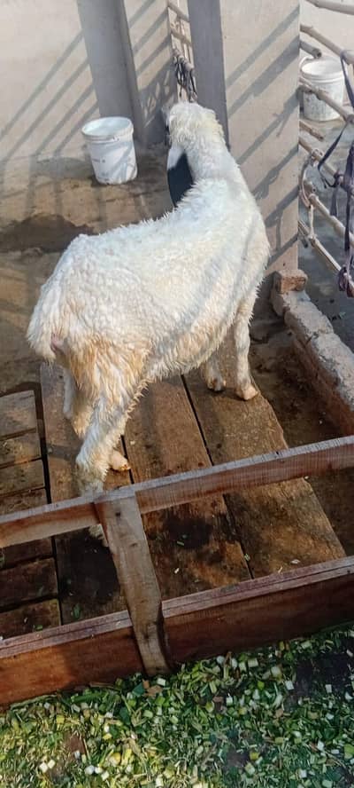 5 sheep