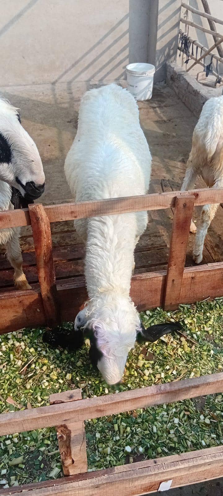 5 sheep 1