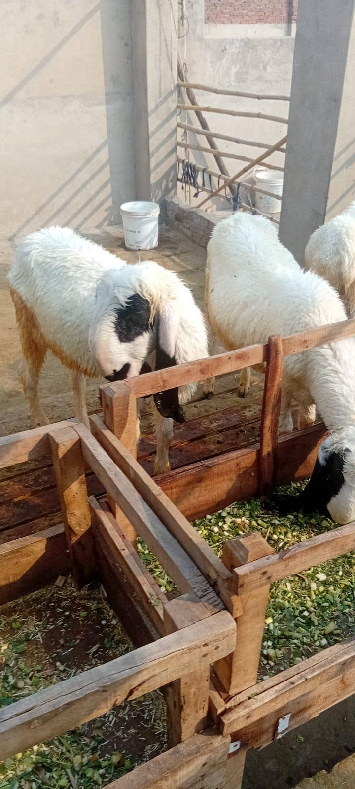 5 sheep 2