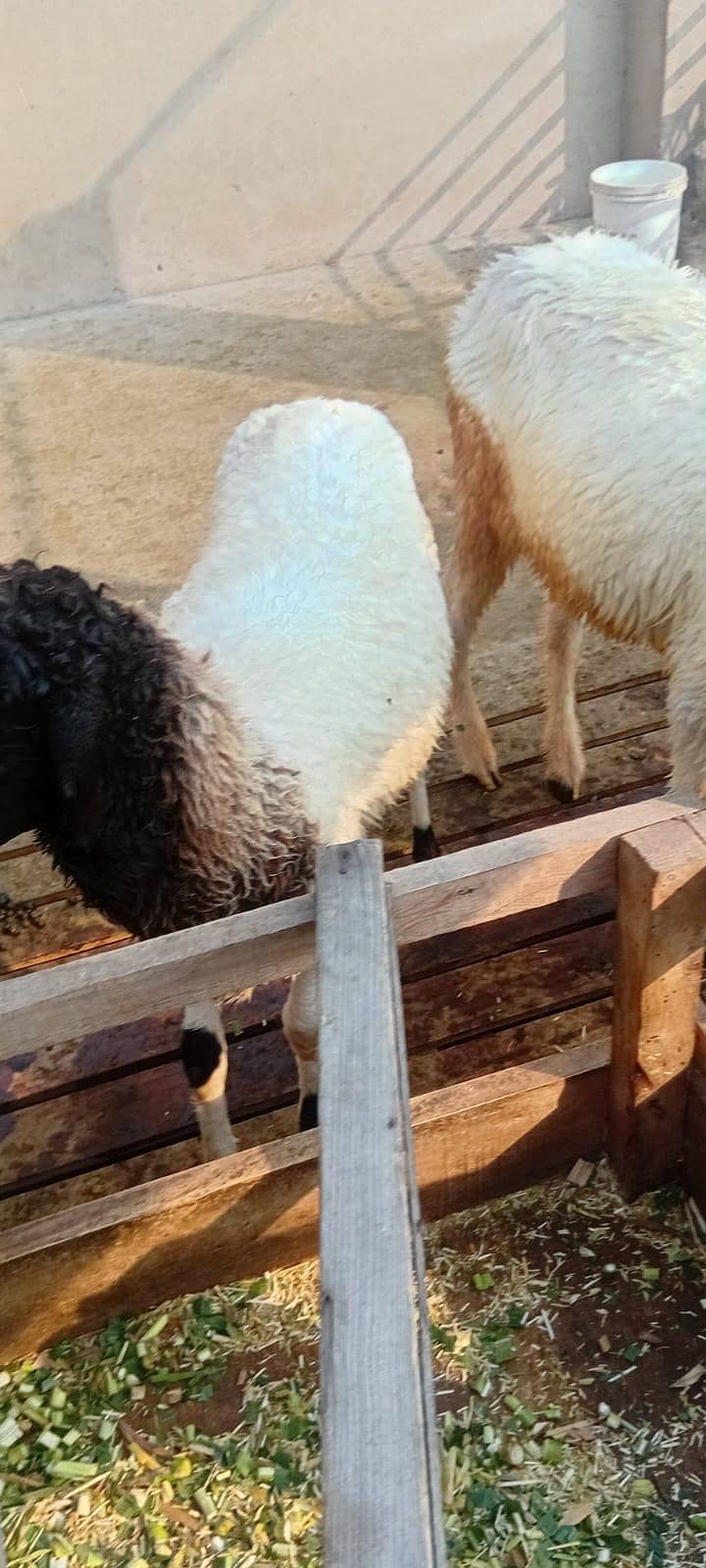 5 sheep 3