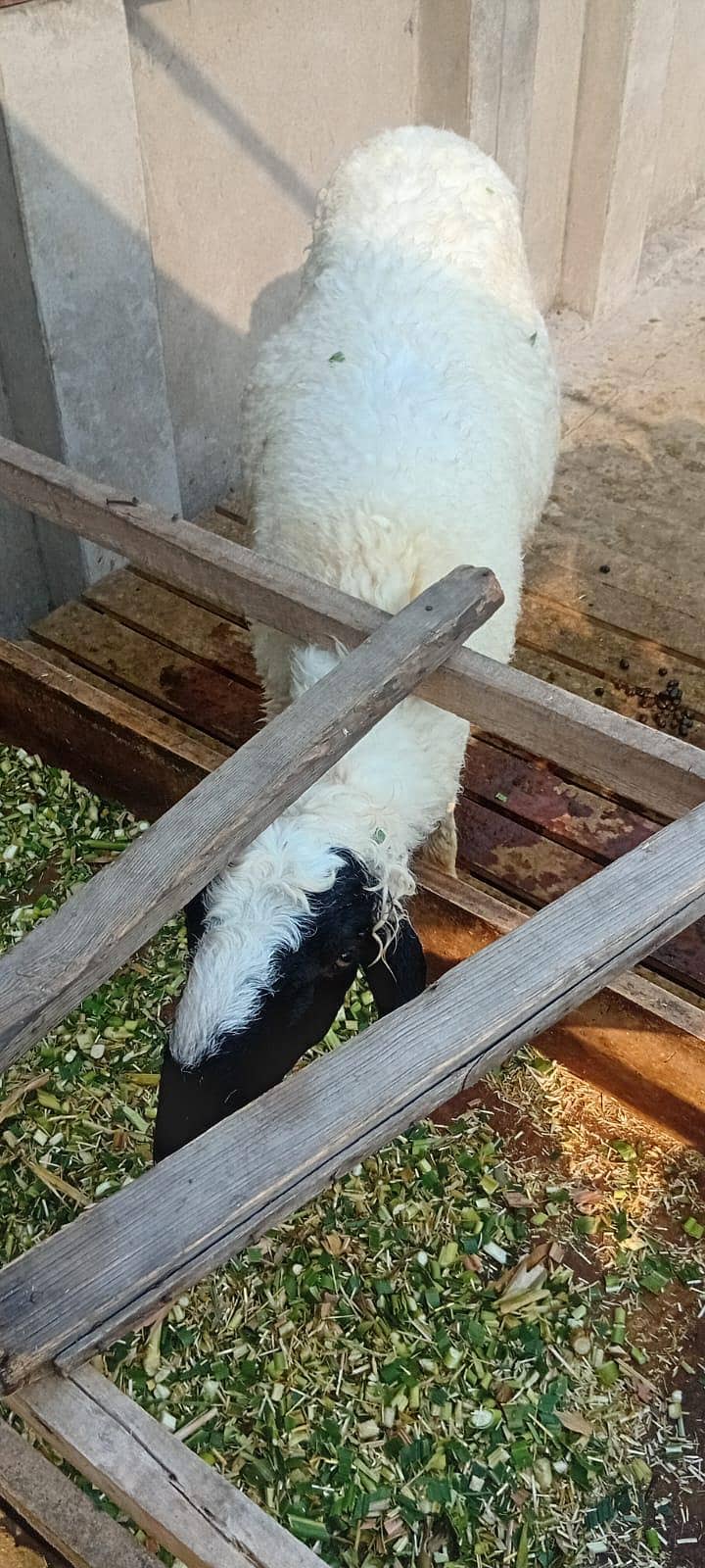 5 sheep 4