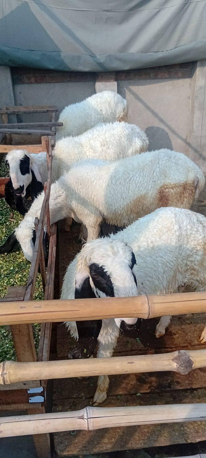 5 sheep 5