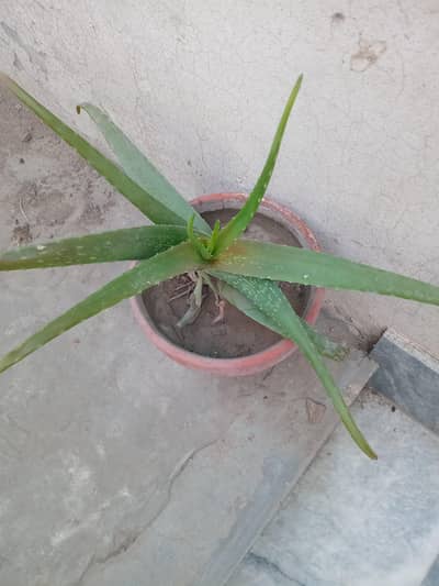 Alo vera plants