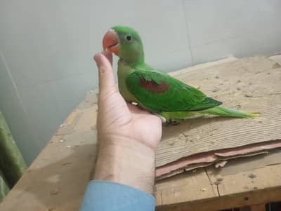 Raw Parrot tame chicks