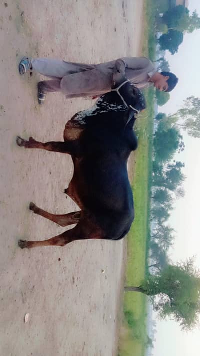 for sale a animal