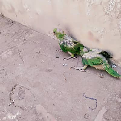 Raw Parrots Chicks Pair for Sale 03040919432 what's app