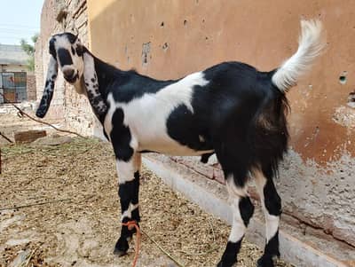 2 adad Qurbani k  Bakry for sale