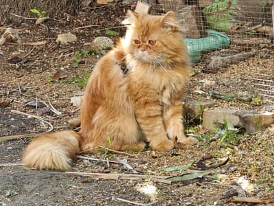 Persian pair breeder healthy and fully vaccinated