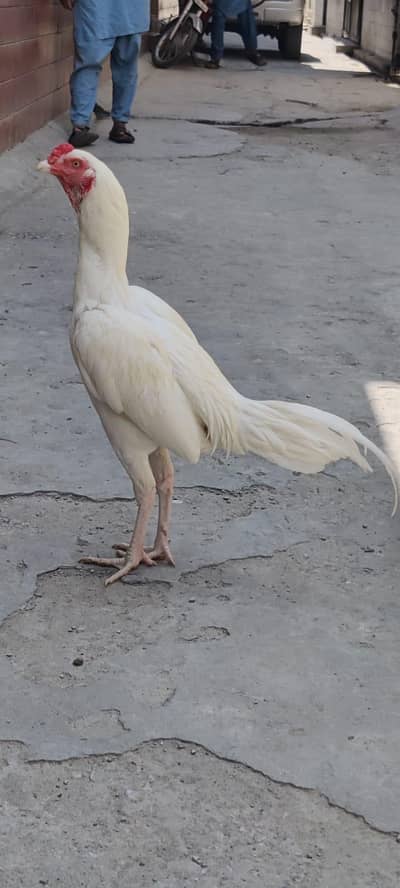 White Heera Male
