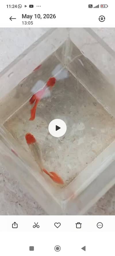 multiple fishes for sale