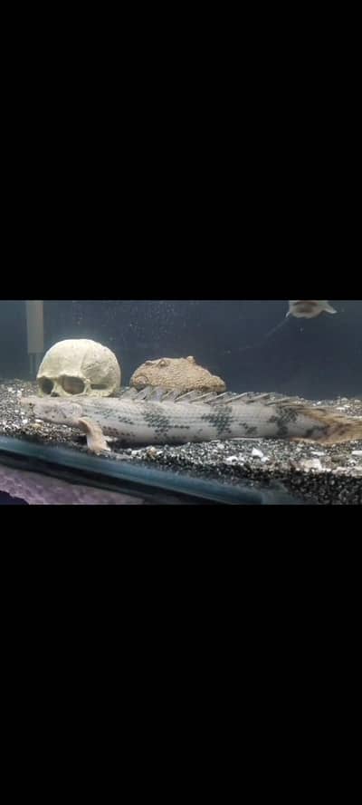 multiple fishes for sale