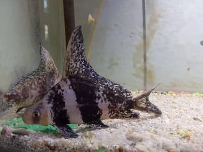 Chinese banded highfin shark