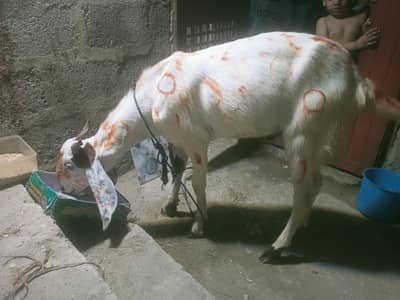 bakra 2 dant khasii