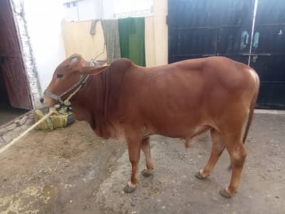 Desi Bull for sale