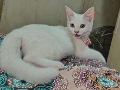 Persian cat white colour