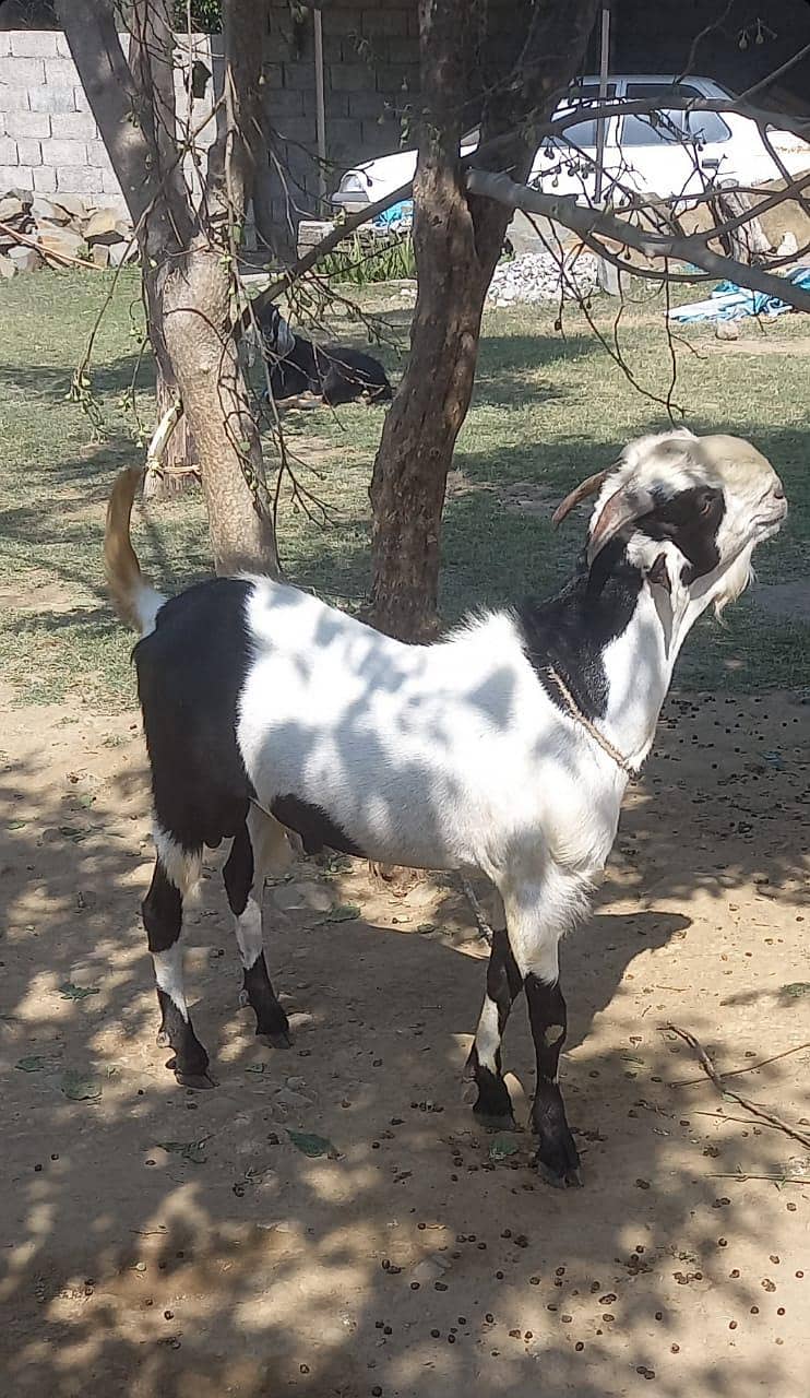 پہاڑی بکرا اور دنبہ فار سیل 0