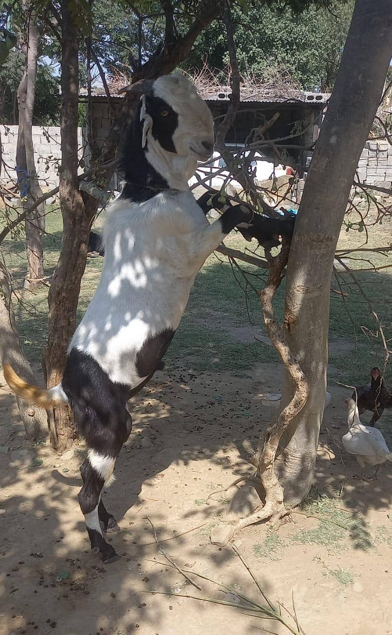 پہاڑی بکرا اور دنبہ فار سیل 1