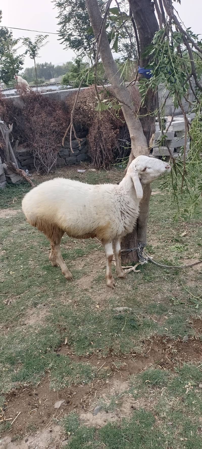 پہاڑی بکرا اور دنبہ فار سیل 3