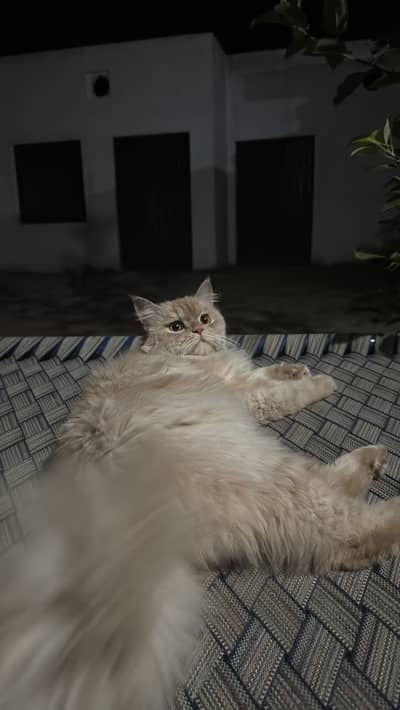 Male persian cat