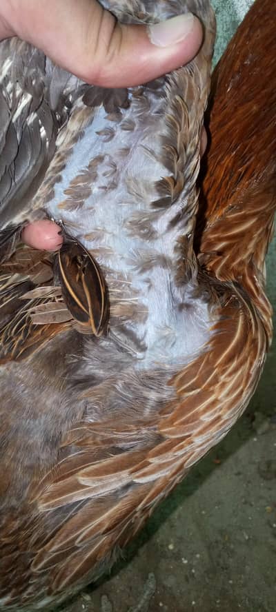 Dragon egg laying female