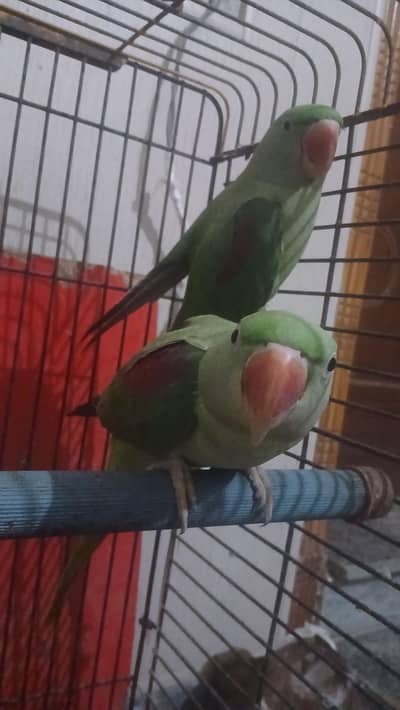 raw perrot breader female for sale. . . .