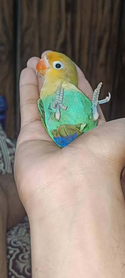 1 Lovebird pair and 3  budgies pair for sale urgent
