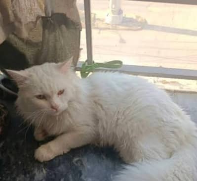 cat for sale