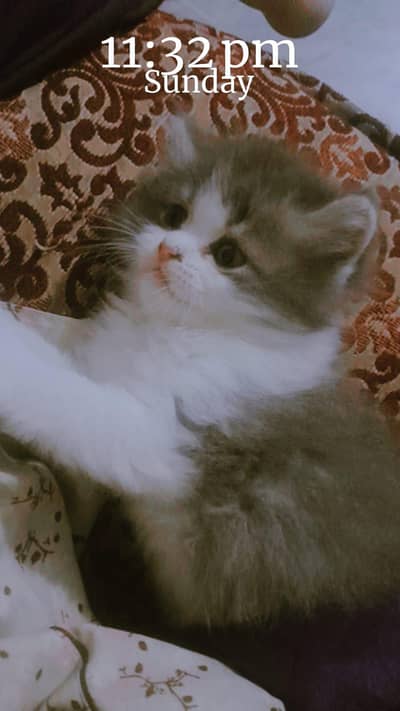 persian kittens
