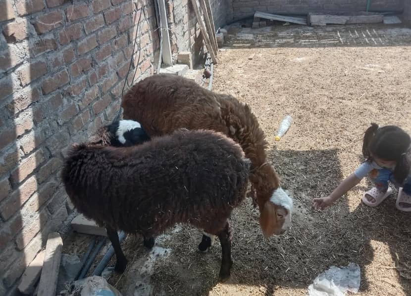 دو خوبصورت دنبے مناسب قیمت میں 0