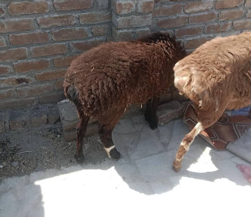 دو خوبصورت دنبے مناسب قیمت میں 1