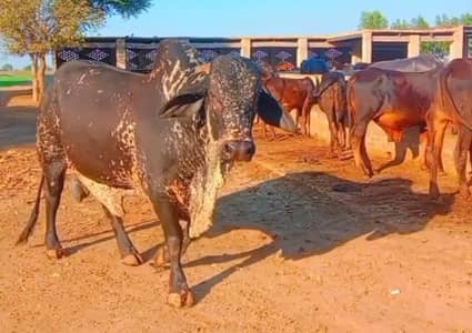 qurbani karwaye ziBA  KARWAYWE QASAE SERVICE