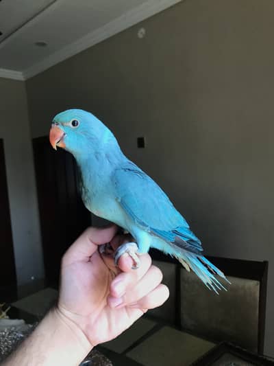 Blue Ringneck 3 Months old