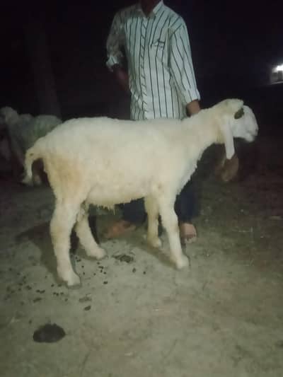 2male sheep's for sale price 160000