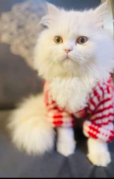 Persian female kitten for sale