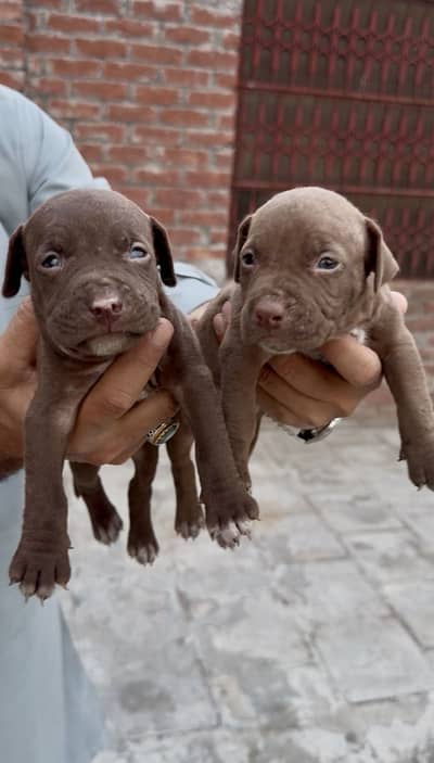 Game Line American Terrier Pitbull Puppies for Sale – Pure Breed