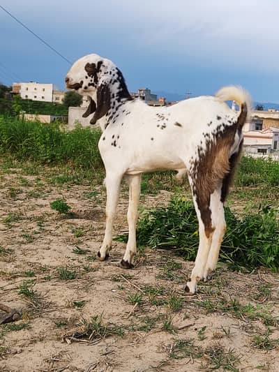 bakra for qurbani