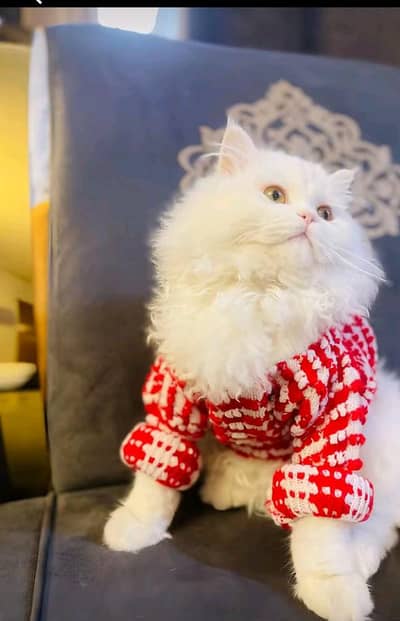 Persian female kitten for sale