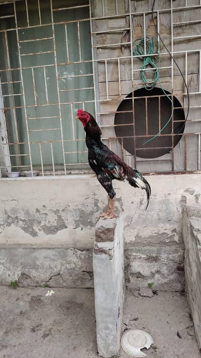 07 nos. Shamoo for sale  due to urgent need of money