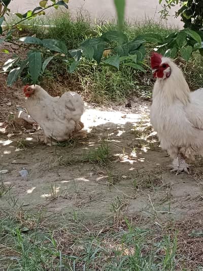 Bantam hen eggs