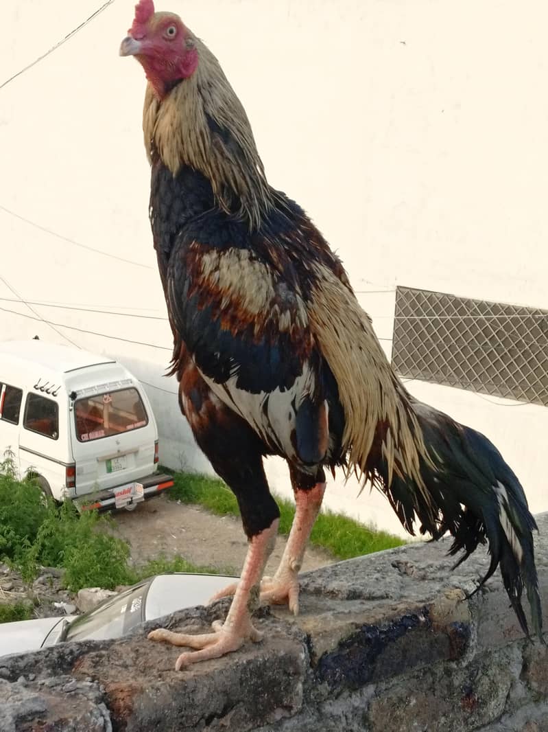 MURGHA 0