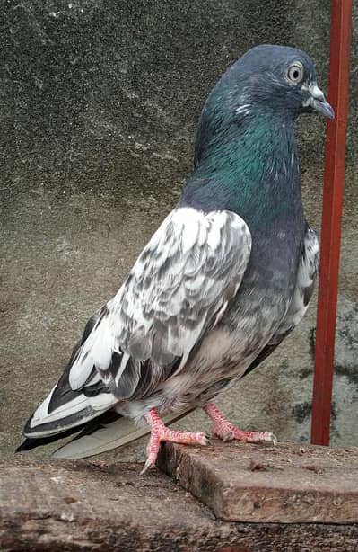 Ferozpuri Jora