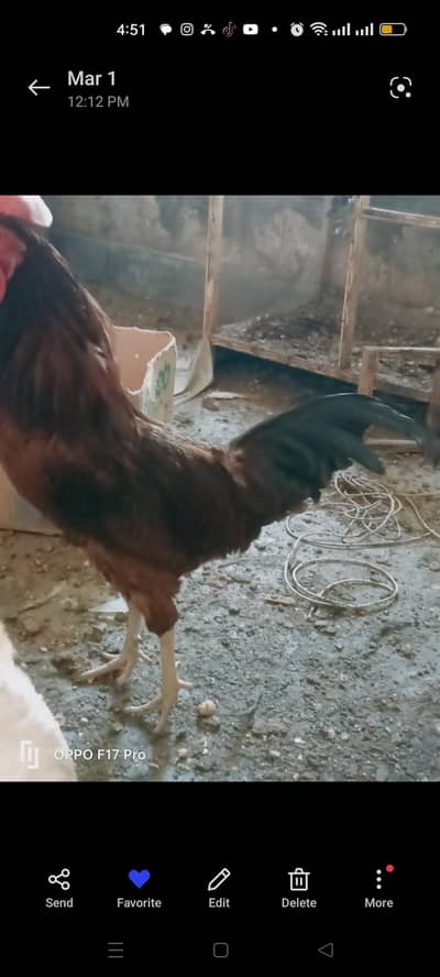 Desi Murga available for sale